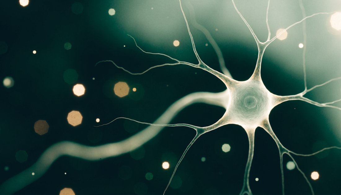 Macro illustration of a sensory neuron with dormant viral DNA resting inside the nucleus